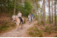 Manege bij Camping Samoza in het bos op de Veluwe VMP090