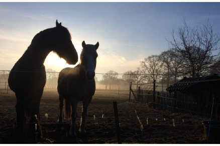 Woonboerderij in Beerze Overijssel VMP071