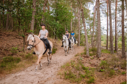 Manege bij Camping Samoza in het bos op de Veluwe VMP090